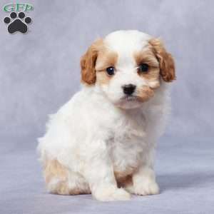 Edie, Cavapoo Puppy